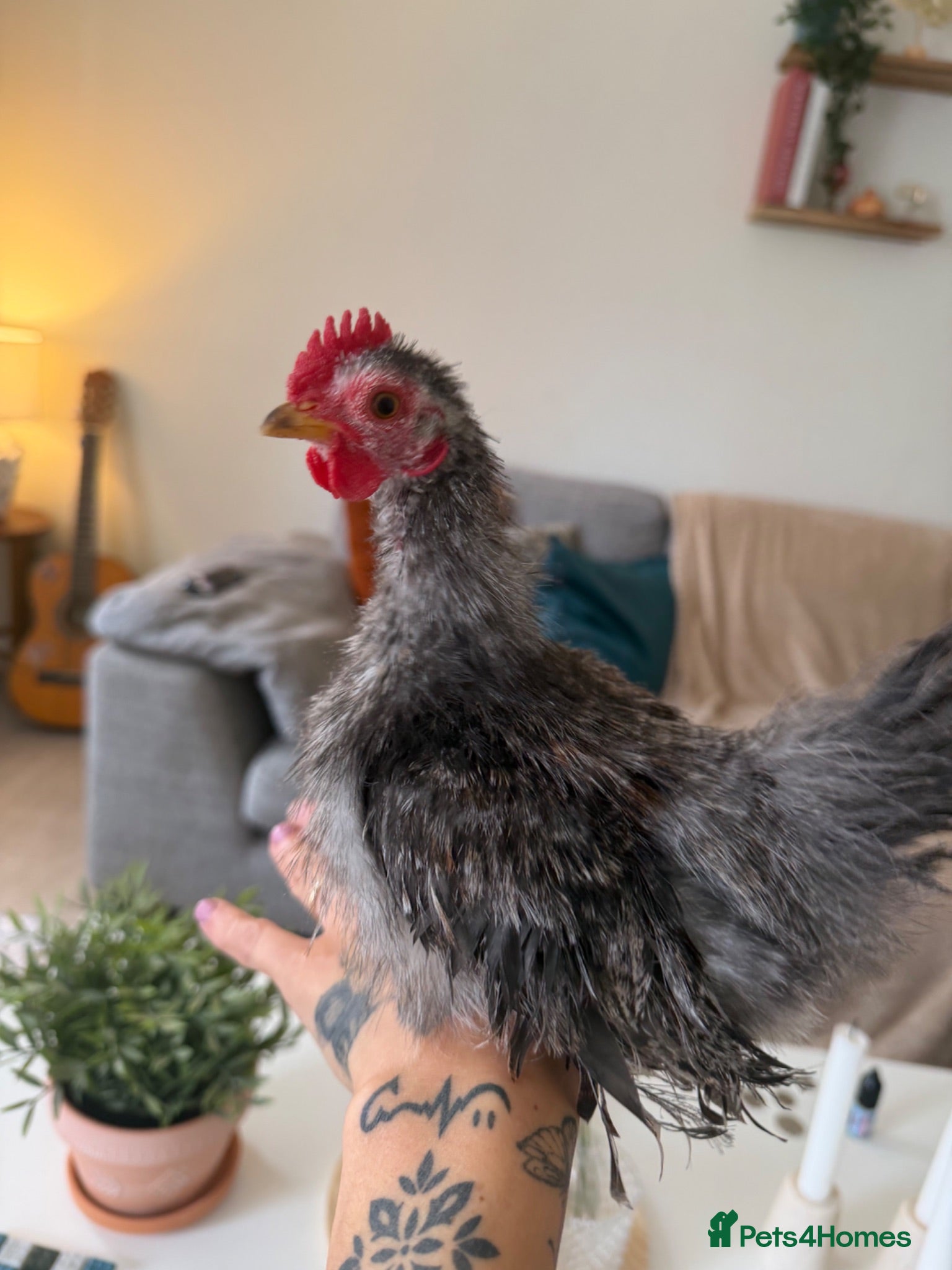 Chickens poultry Roo for rehoming silkie serama small  - Advert 1