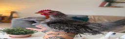 Chickens poultry for sale: Roo for rehoming silkie serama small  in Tarporley - Advert 1