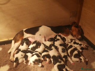 Jack Russell dogs for sale: Beautiful tricoloured jack Russell pups for sale - Advert 1
