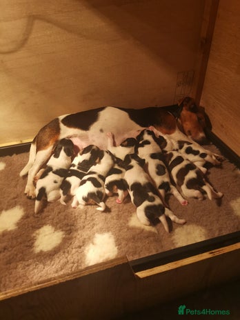 Jack Russell dogs Beautiful tricoloured jack Russell pups for sale - Advert 1