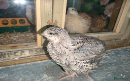 Quail poultry for sale: Mixed Japanese Courtnix Quails - Image 6