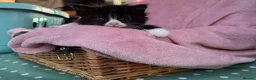 Mixed Breed cats for sale: ***British longhair cross flamepoint ragdoll*** - Advert 8