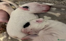English Bull Terrier dogs for sale: KC Reg English bull terrier puppies  - Image 3
