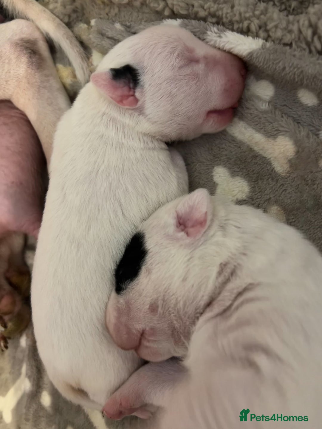 English Bull Terrier dogs for sale: KC Reg English bull terrier puppies  - Image 3