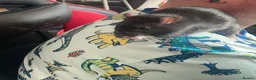 Rat rodents for sale: Pair of 6m Old Tame Male Rats With Cage & Acc - Advert 3