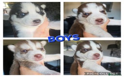 Siberian Husky dogs for sale: Gorgeous Litter of Husky Puppies - Image 2