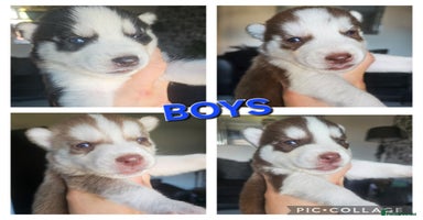 Siberian Husky dogs - Advert 15