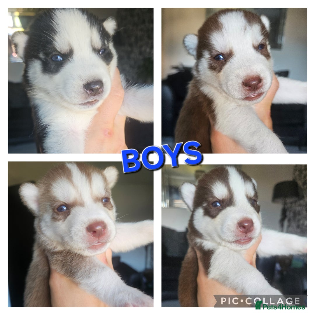 Siberian Husky dogs for sale: Gorgeous Litter of Husky Puppies - Image 2