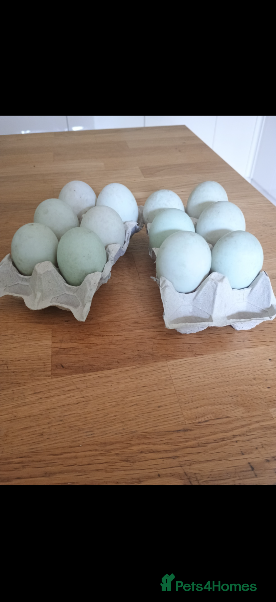 Ducks poultry Indian runner fertile eggs - Advert 3