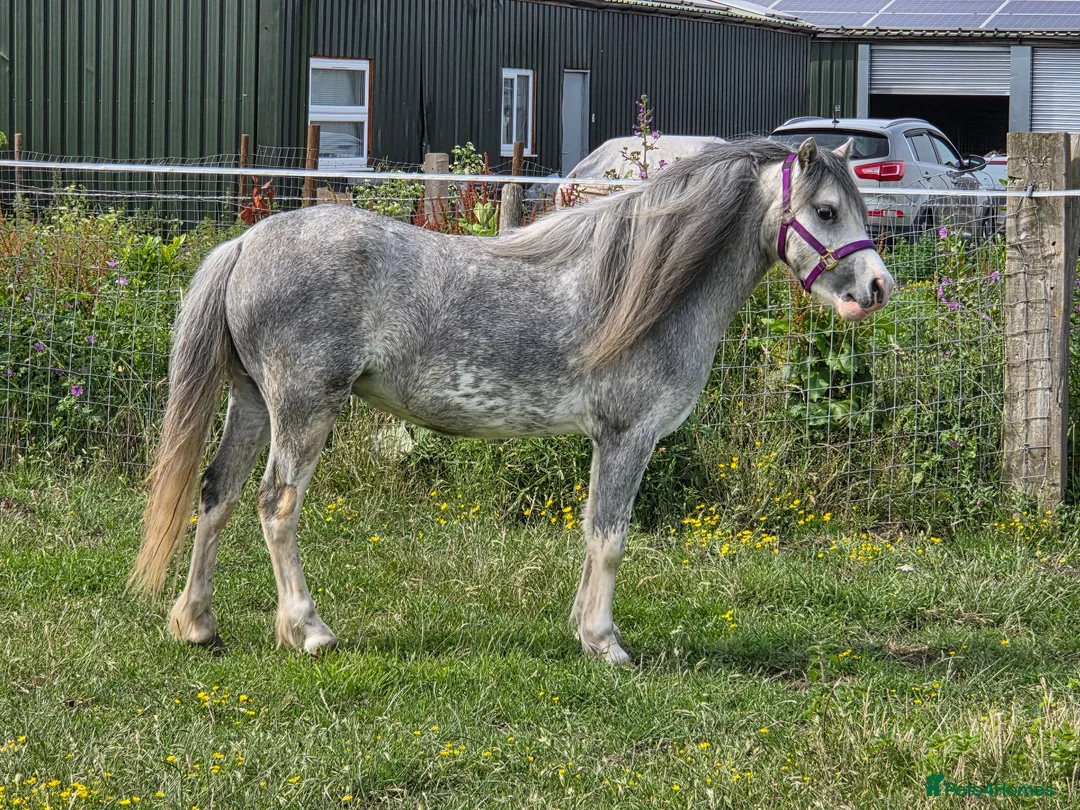 Welsh Section A horses for sale: Stunning Welsh sec A mare Toytown breeding - Advert 1