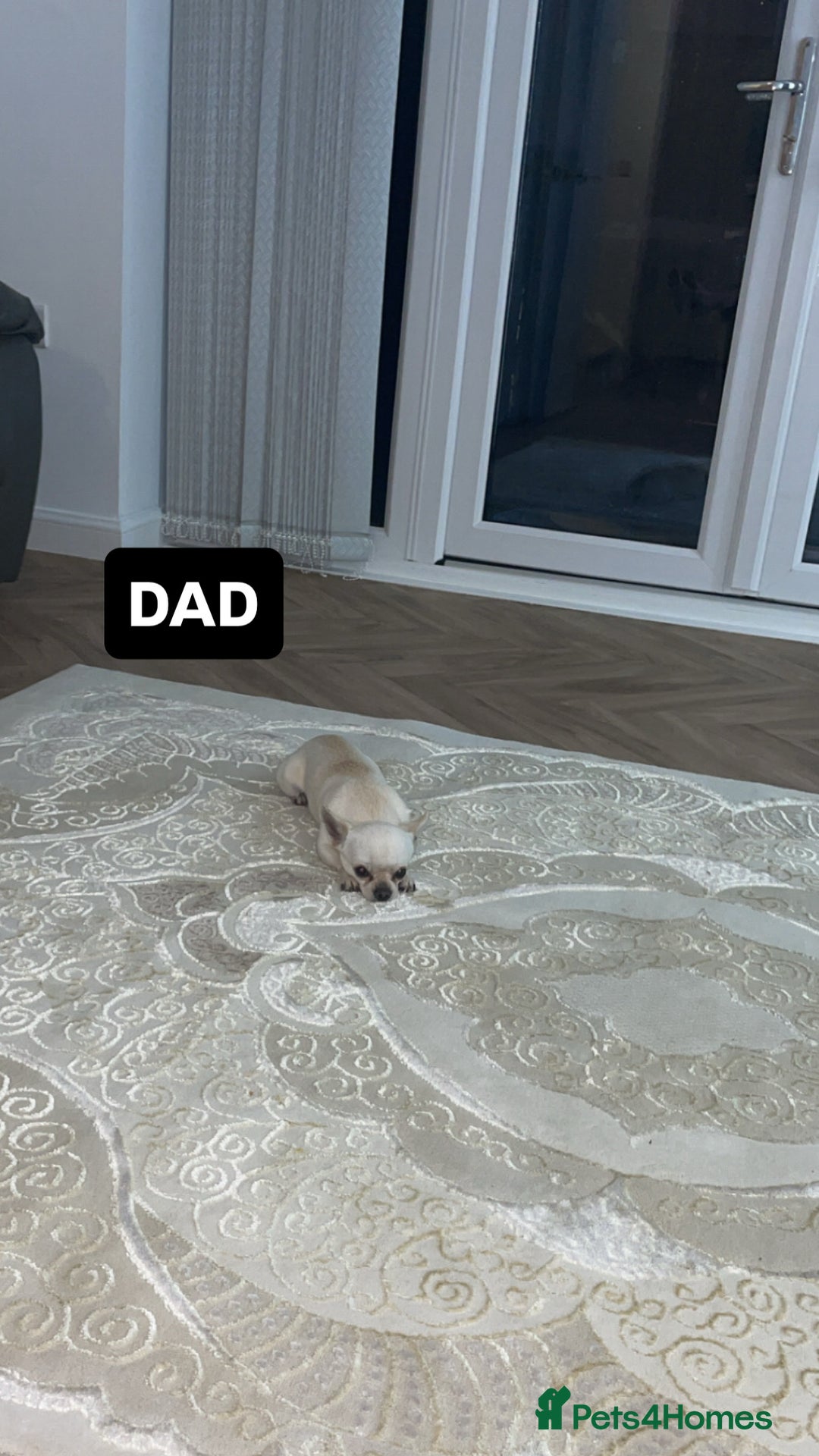 Chihuahua dogs for sale: Miniature Chihuahua Puppies - Advert 8