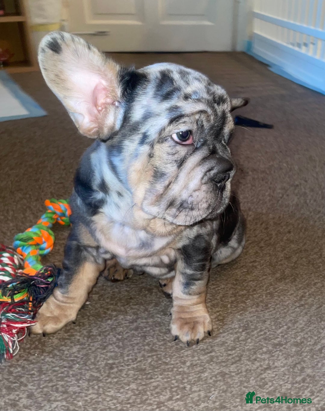 French Bulldog dogs for sale: Only 1 boy left and ready to leave 😍 - Advert 9
