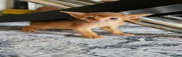 Abyssinian cats for sale: Abyssinian kittens for sale - Advert 20
