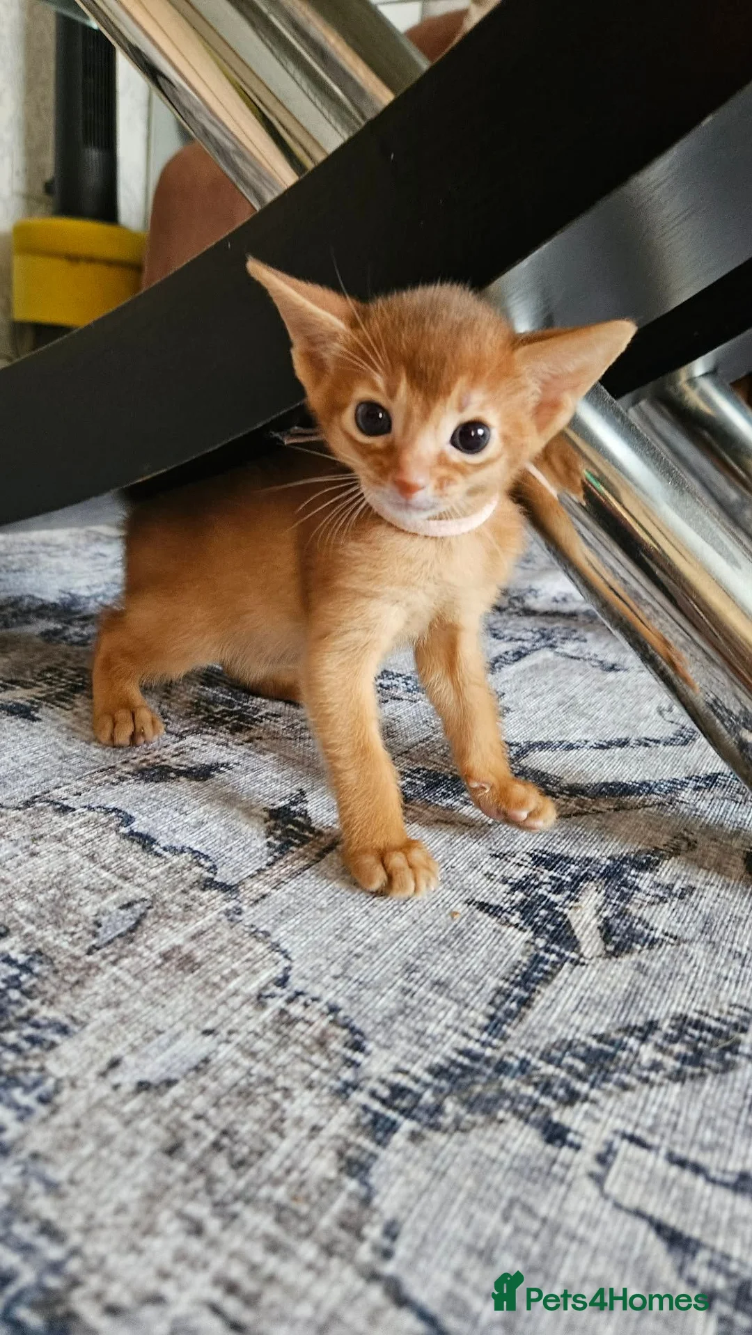 Abyssinian cats for sale: Abyssinian kittens for sale - Advert 20