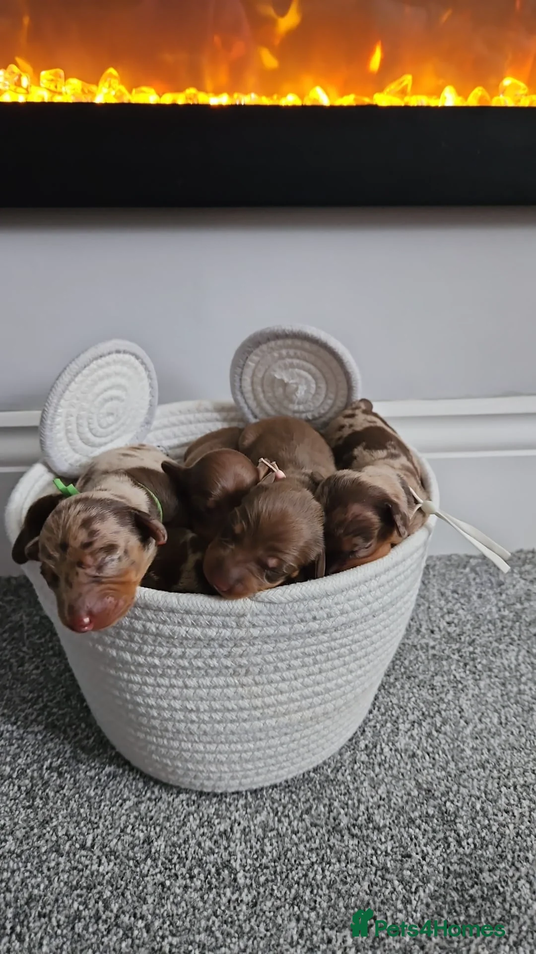 Dachshund dogs for sale: Miniature dauchaund  - Image 13