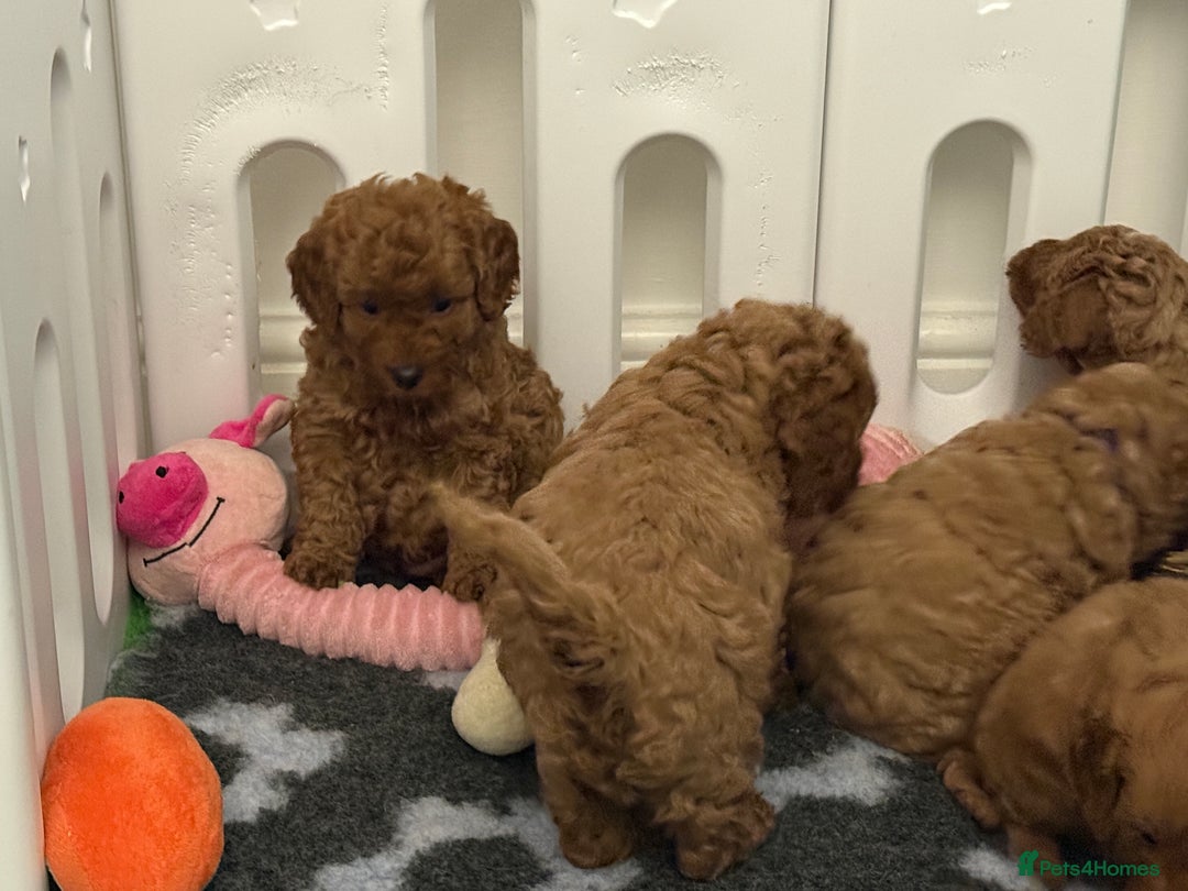 Cockapoo dogs for sale: Cockapoo F1b non moulting health tested puppies  - Image 16