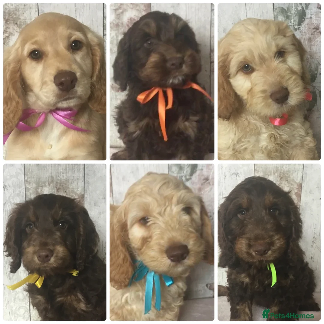 Mixed Breed dogs for sale: Medium to small Mini Doodle pups - Advert 1