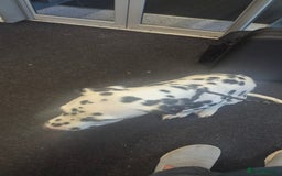 Dalmatian dogs for sale: Dalmatian puppy for rehoming  - Image 2