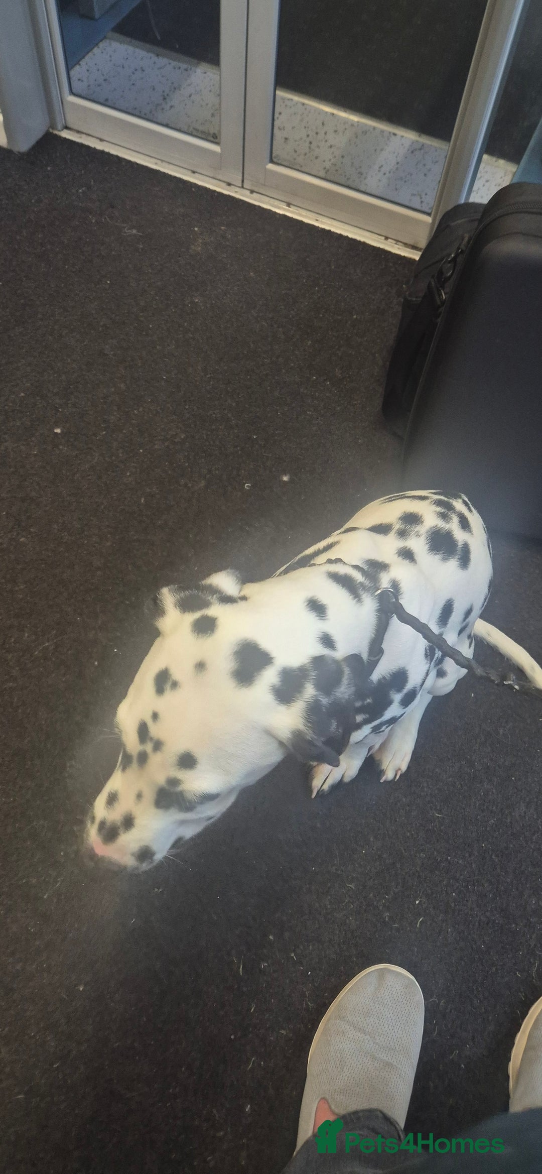 Dalmatian dogs for sale: Dalmatian puppy for rehoming  - Image 2