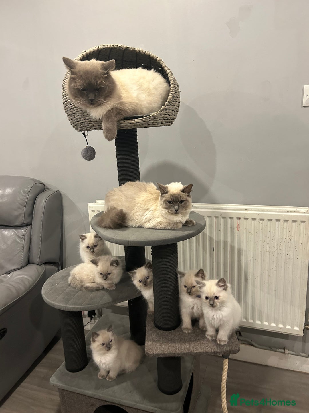 Ragdoll cats for sale: *LAST* Female bluepoint ragdoll kitten Ready NOW! - Image 2