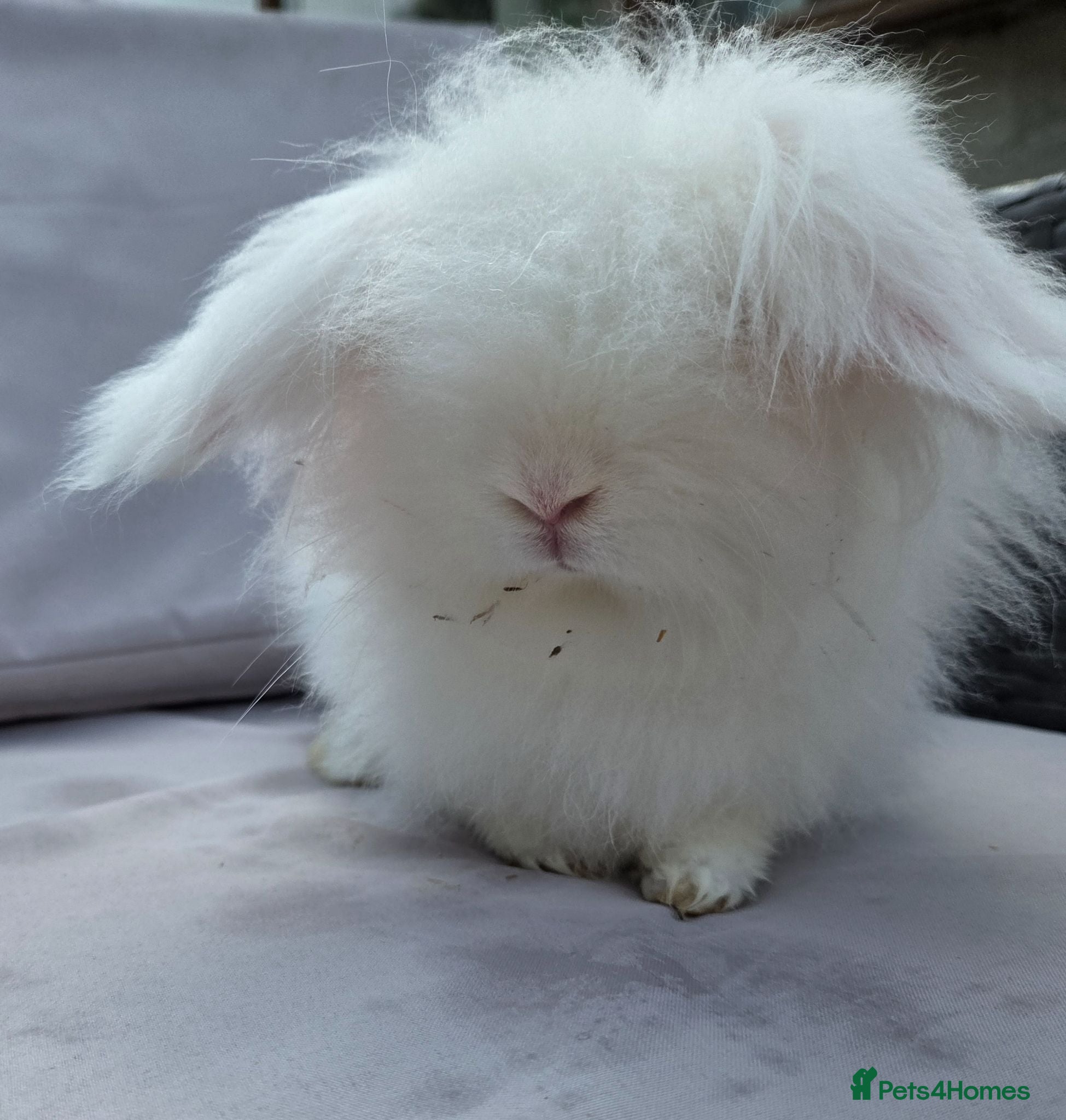 Angora rabbits Adult female teddy widders - Advert 1