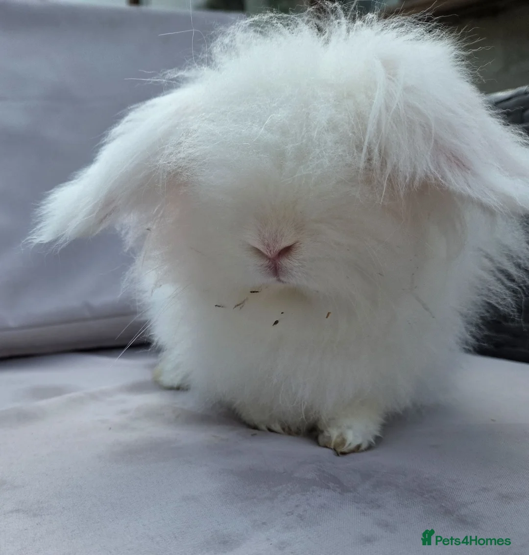 Angora rabbits for sale: Adult female teddy widders - Advert 1