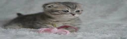 Munchkin cats for sale: Beautiful munchkin kittens - Advert 9