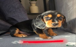 Bocker dogs for sale: 7x Bocker pups (born 22/06/2025) - Image 24