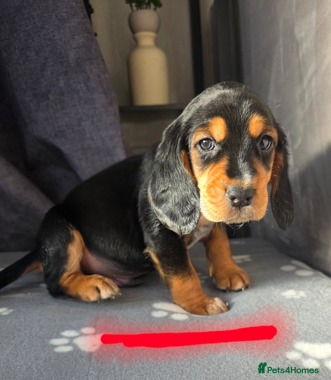 Bocker dogs for sale: 7x Bocker pups (born 22/06/2025) - Image 24