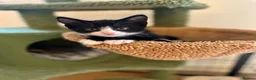 Mixed Breed cats for sale: Gorgeous black & white bold and brave girl (Toto) - Advert 9
