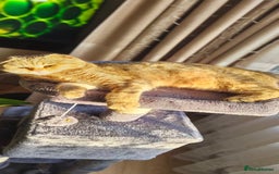Scottish Fold cats for sale: Scottish Fold kittens -waiting list NOW OPEN! 😻 - Image 13