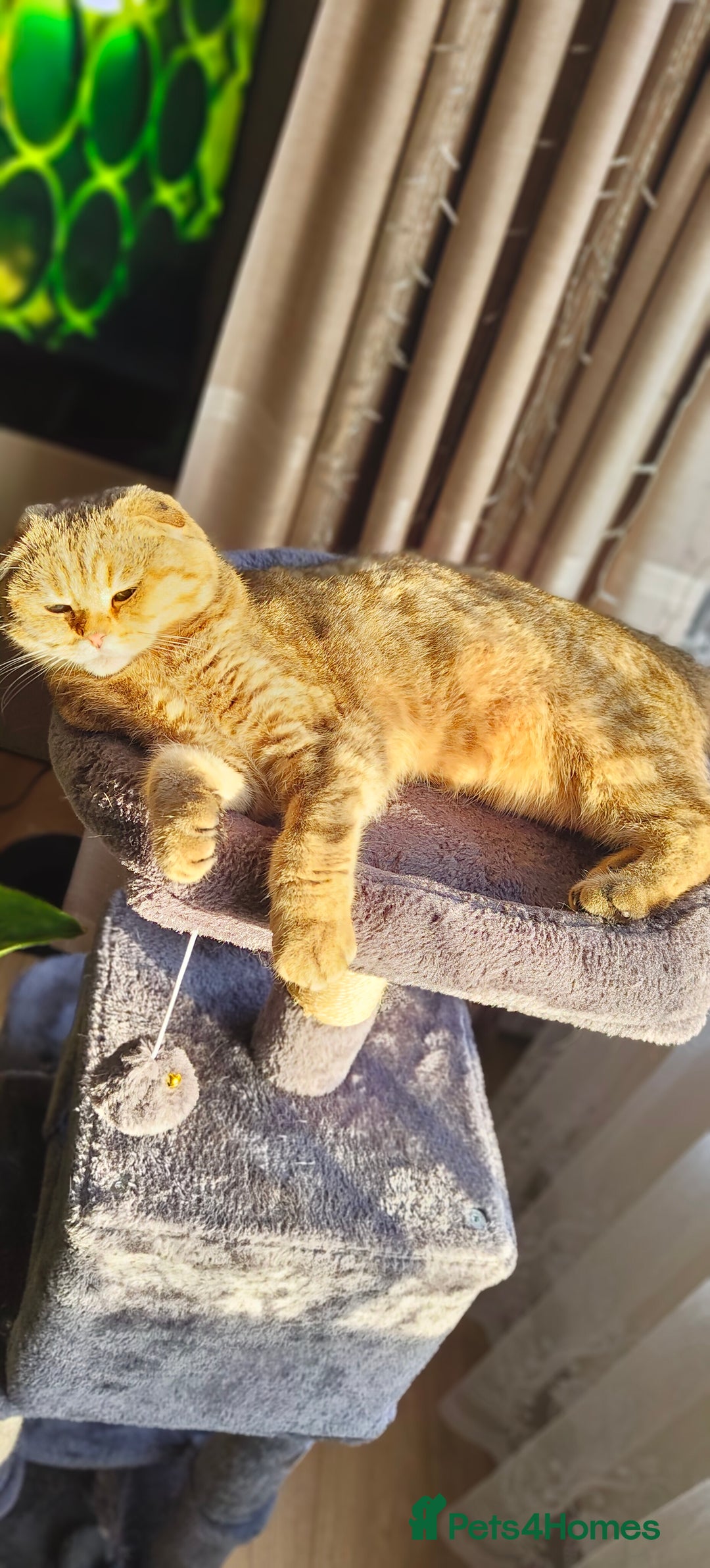 Scottish Fold cats for sale: Scottish Fold kittens -waiting list NOW OPEN! 😻 - Image 13