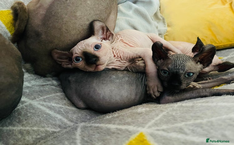 Sphynx cats - Advert 6