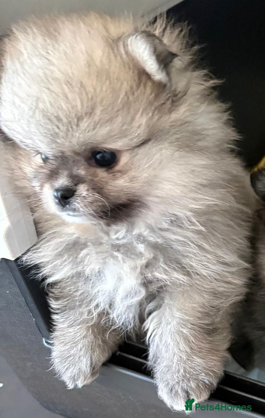 Pomeranian dogs Female Pomeranian Puppies - Advert 1