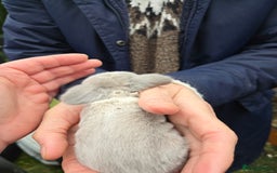 Mini Lop rabbits for sale: Stunning mini lop babies ready to secure  - Image 2