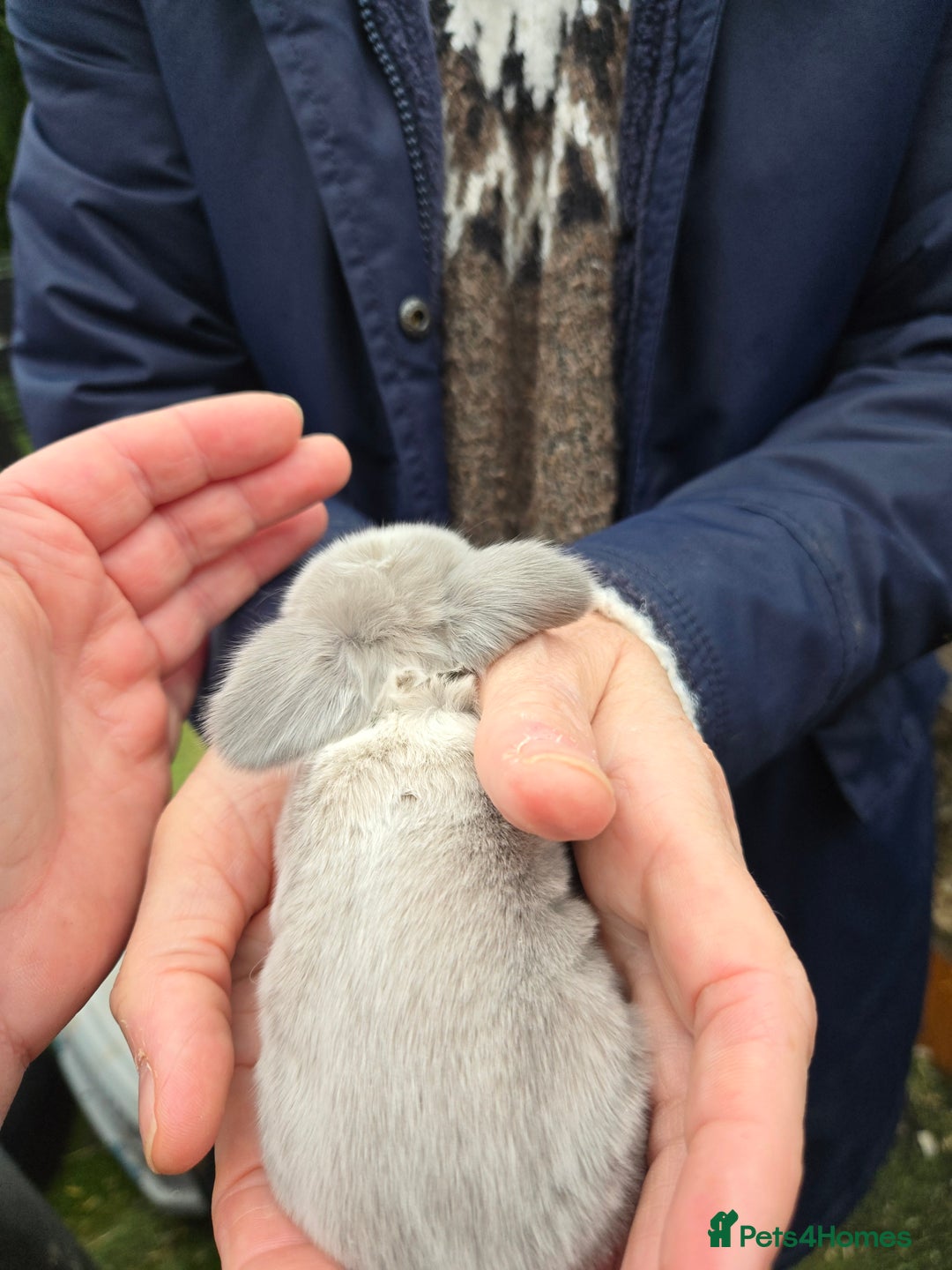 Mini Lop rabbits for sale: Stunning mini lop babies ready to secure  - Image 2