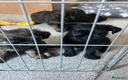 Griffon Bruxellois dogs for sale: Griffon Bruxellois Puppies - Image 7