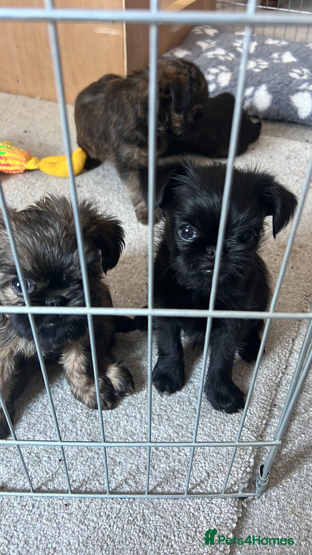 Griffon Bruxellois dogs for sale: Griffon Bruxellois Puppies - Image 7