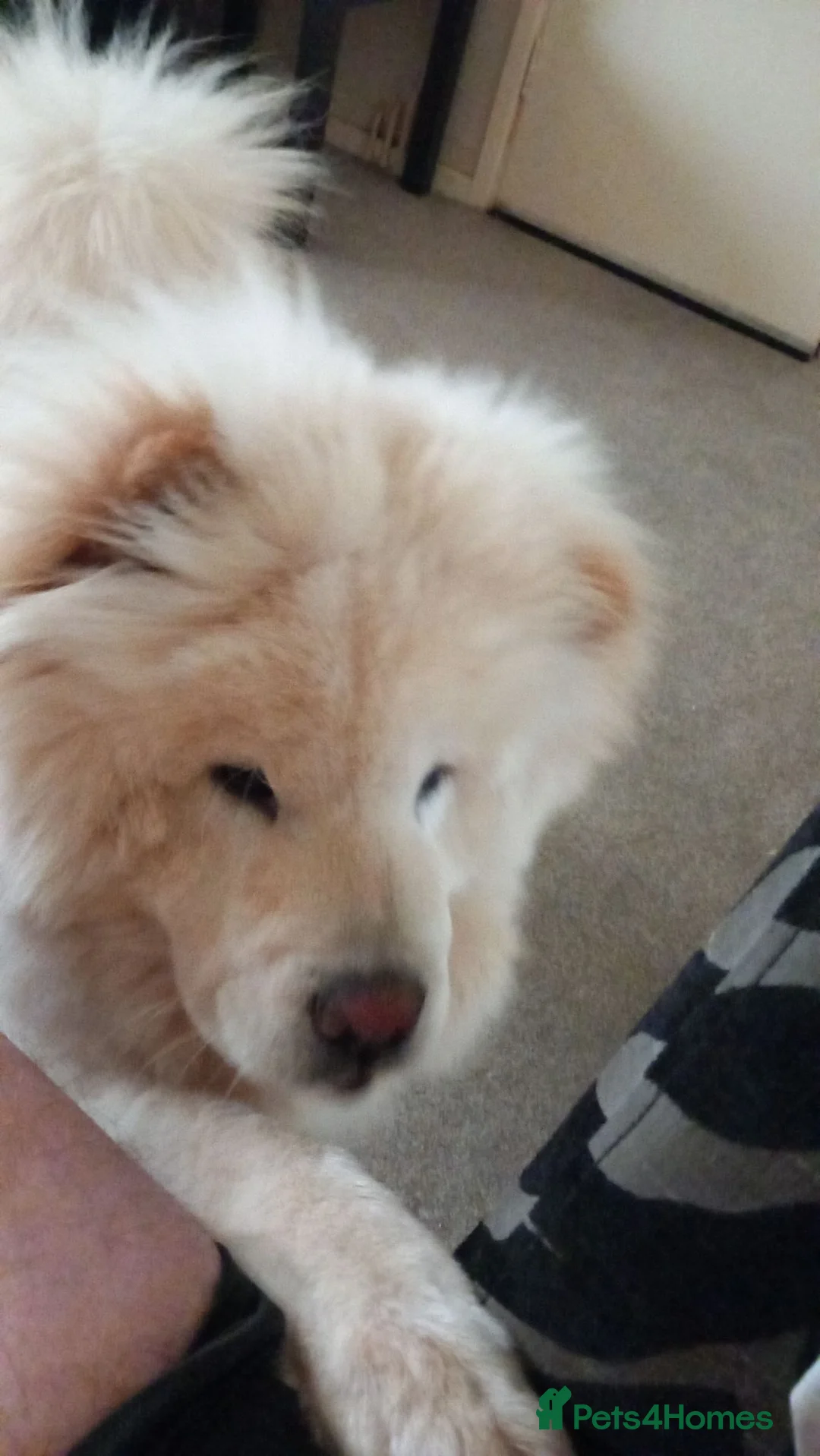 Chow Chow dogs for sale: White chow chow in Pontypool - Advert 4