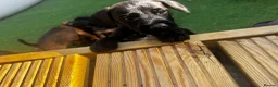 Patterdale Terrier dogs for sale: Fell terriers  - Advert 14
