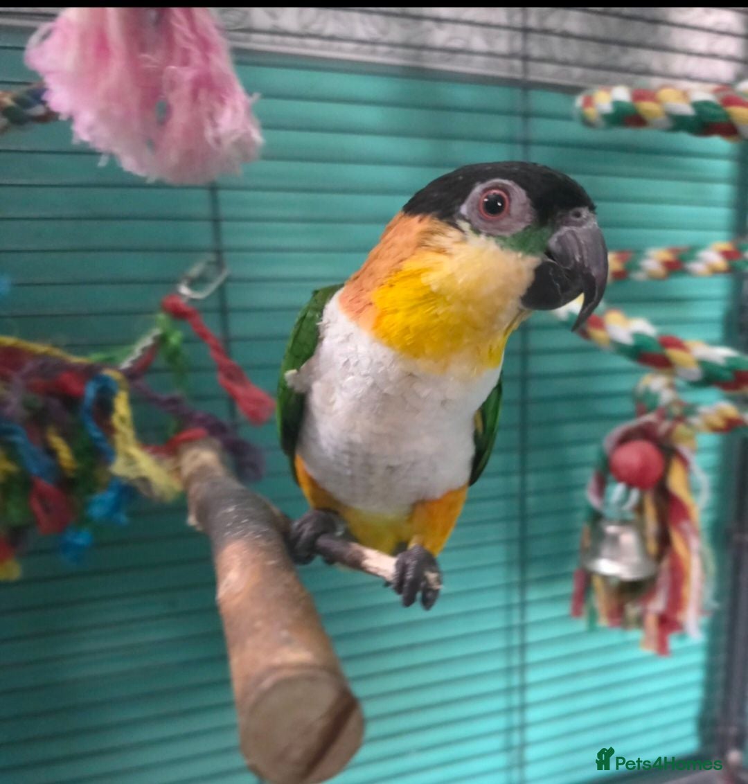 Parrots birds Black headed Caique  - Advert 1