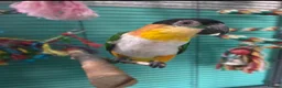 Parrots birds for sale: Black headed Caique  - Advert 1