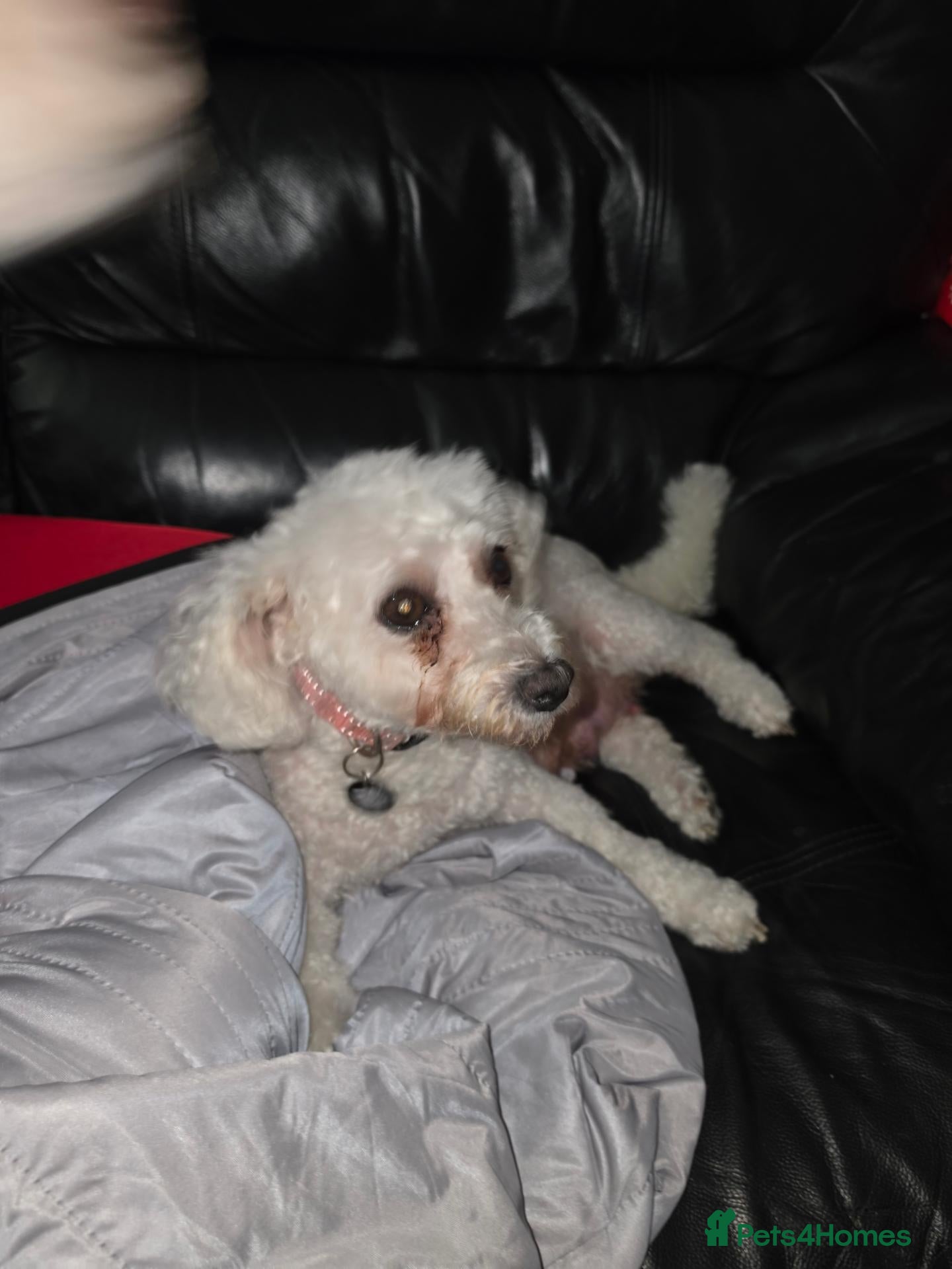 Bichon Frise dogs Male bichon frise puppies  - Advert 1
