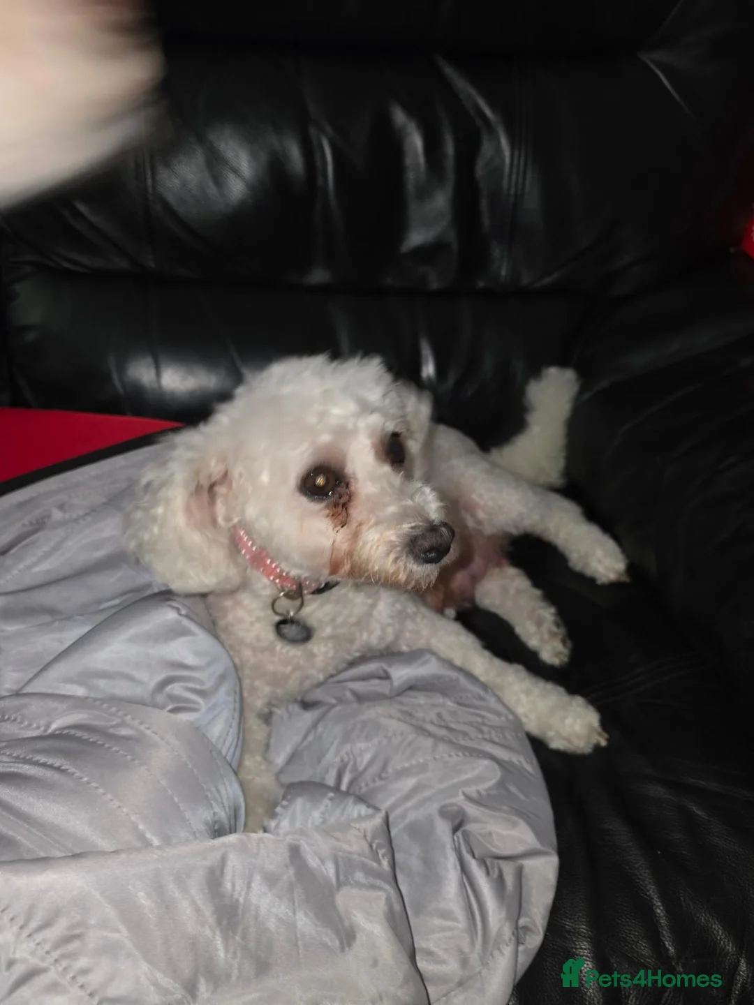 Bichon Frise dogs for sale: Male bichon frise puppies  - Advert 1