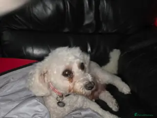 Bichon Frise dogs Male bichon frise puppies - Advert 2