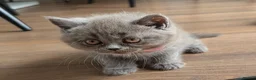 British Shorthair cats for sale: Beautiful BSH-kittens-Ready for Their New Homes - Advert 12