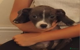 Staffordshire Bull Terrier dogs for sale: Blue Staff Puppies - Image 3