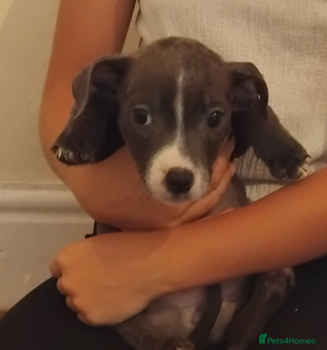 Staffordshire Bull Terrier dogs for sale: Blue Staff Puppies - Image 3