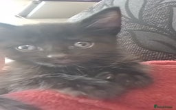 Mixed Breed cats for sale: Kittens for sale  - Advert 13