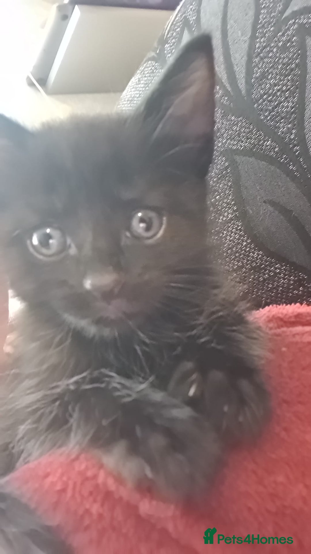 Mixed Breed cats for sale: Kittens for sale  - Advert 13